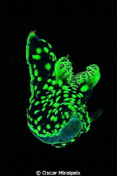 during a night dive I saw this nudibranch descending the ... by Oscar Miralpeix 